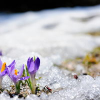 Crocus Wallpaper