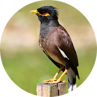 Myna Bird Sound Ringtones
