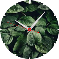 Plants