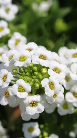 Alyssum Wallpaper Screenshot 3