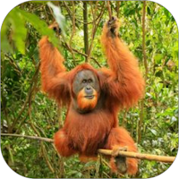 Orang Utan WalL