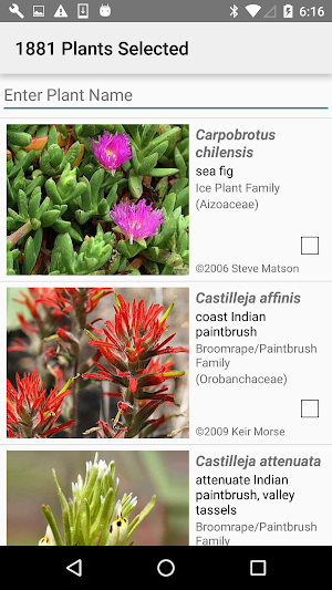 South California Wildflowers Screenshot 2