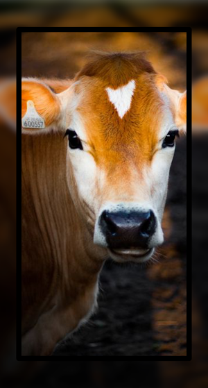 Baby Cow Wallpaper Cute Screenshot 3