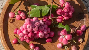 Pink Fruit Wallpaper Screenshot 0