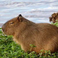 Capybara wallpaper