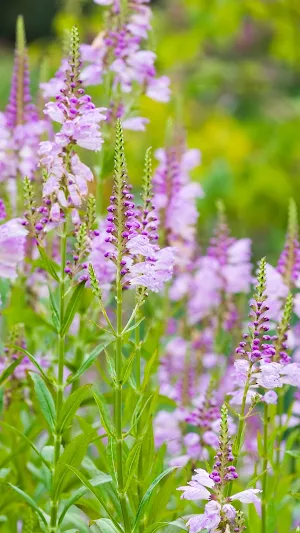 Obedient Plant Wallpaper Screenshot 0