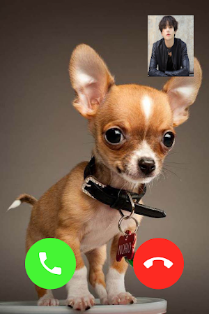 Chihuahua Dog Video Call Screenshot 2