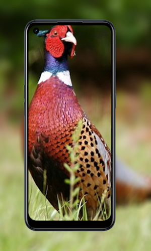 Wallpaper animal chicken HD Screenshot 3