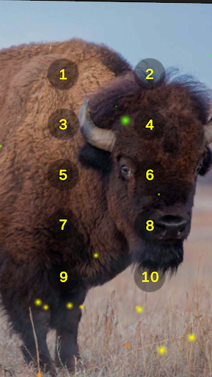 Bison Wild Ox Aurochs Sounds Screenshot 0