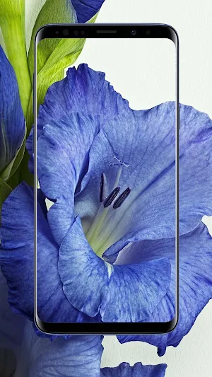 Gladiolus Flower Wallpapers Screenshot 3