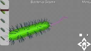 3D Gram Bacteria Explorer Screenshot 0