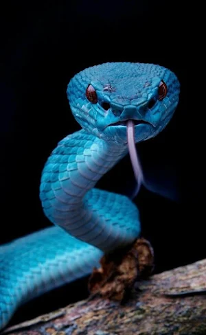 Bamboo Viper Wallpapers Screenshot 3