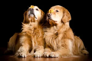 Golden Retriever Wallpaper HD Screenshot 0