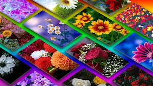 Flowers Wallpaper 🌷 💐 🌹 Screenshot 0