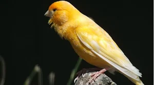 Canto de Canário Belga Screenshot 2