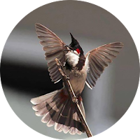 Red-whiskered bulbul Song