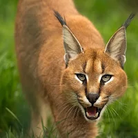 Caracal Cat Wallpapers