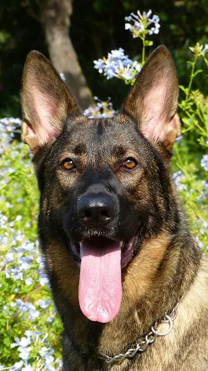 guard dog wallpaper Screenshot 0
