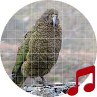 New Zealand Bird Sounds ~ Sboard.pro