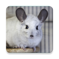 Chinchilla Sound Collections ~