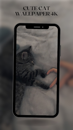 Cute Cat Wallpaper HD 4K Screenshot 2