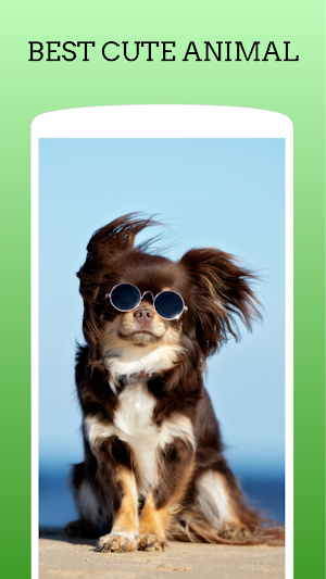 Cute Animal Wallpaper HD Screenshot 2