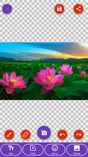Cherry Blossom,Gerbera,Lotus,Pink Flower Wallpaper Screenshot 3