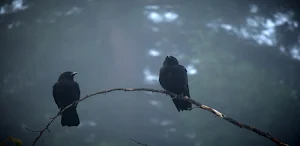 Crows Wallpapers Screenshot 3