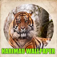 Tiger Live Wallpaper HD 2023