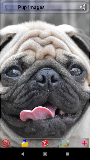 Puppy Dog Images Screenshot 1