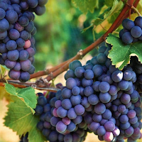 AI Grape Vine Scanner