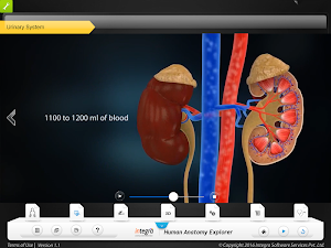 HumanAnatomy-UrinarySystem Screenshot 1