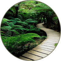 Rainforest Sounds