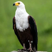 Eagle Sounds