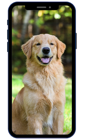 Golden Retriever Wallpapers Screenshot 3