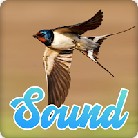 Swallow Bird Sounds Effect