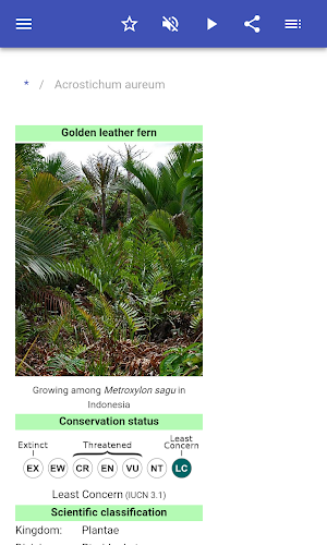 Fern species Screenshot 1