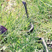 Snake Ringtone