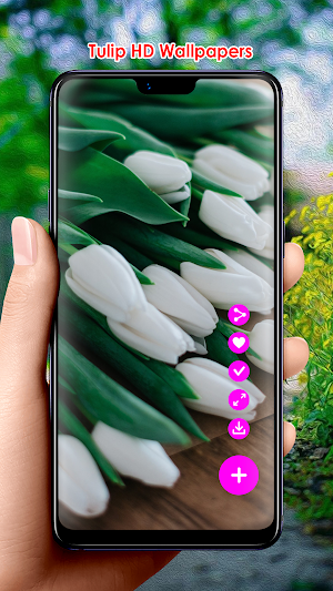 Tulip HD Wallpapers Screenshot 2