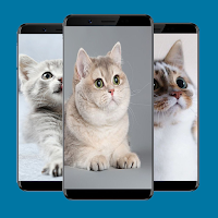 Cute Cat Wallpapers