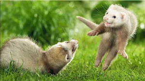 Best Animal Pictures Screenshot 2