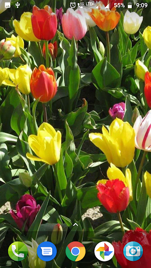 Colourful Flower Hd Wallpaper Screenshot 3