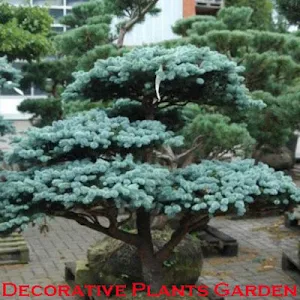Decorative Plants Garden Screenshot 0