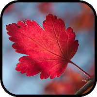 Leaf Wallpapers