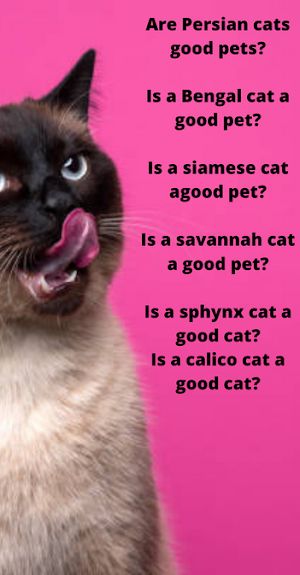 pet cats Screenshot 2