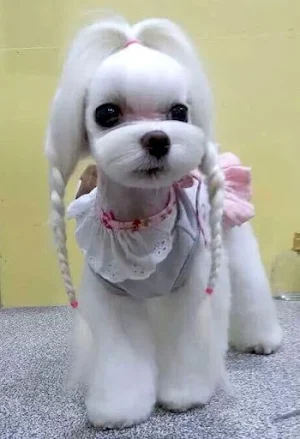 Maltese Dog Wallpapers Screenshot 3
