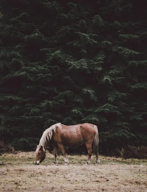 Horse Wallpapers Screenshot 1