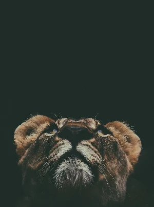 Lion Wallpapers 2022 Screenshot 3