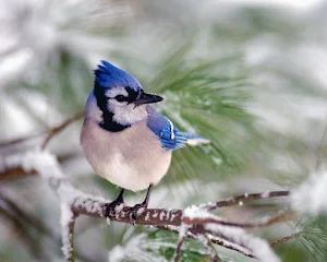 Blue Jay Bird Wallpaper HD Screenshot 0