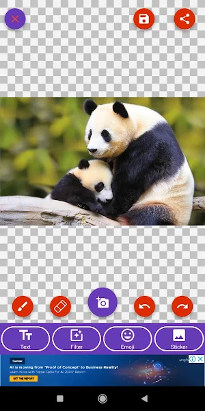 Brown Bear, Panda, Polar Bear, Red Panda Wallpaper Screenshot 3